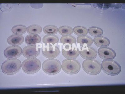 Botrytis cinerea